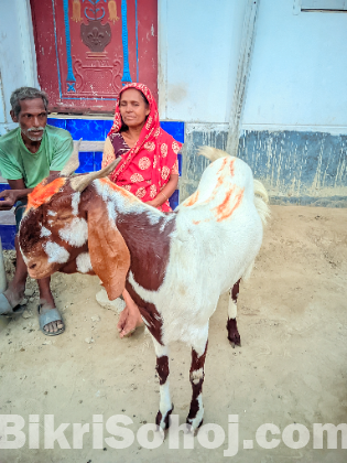 ইন্ডিয়ান তুতাপুরি জাতের ছাগল
